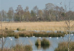 Wierdense Veld